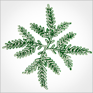 Wachsmotiv Weihnachtskerzen - Tannenzweig vierfach, grün-weiß