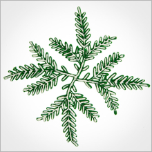 Wachsmotiv Weihnachtskerzen - Tannenzweig vierfach,...